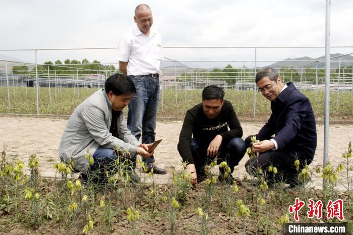 澳门资料大全免费正版,动态词语解释落实_游戏版258.183