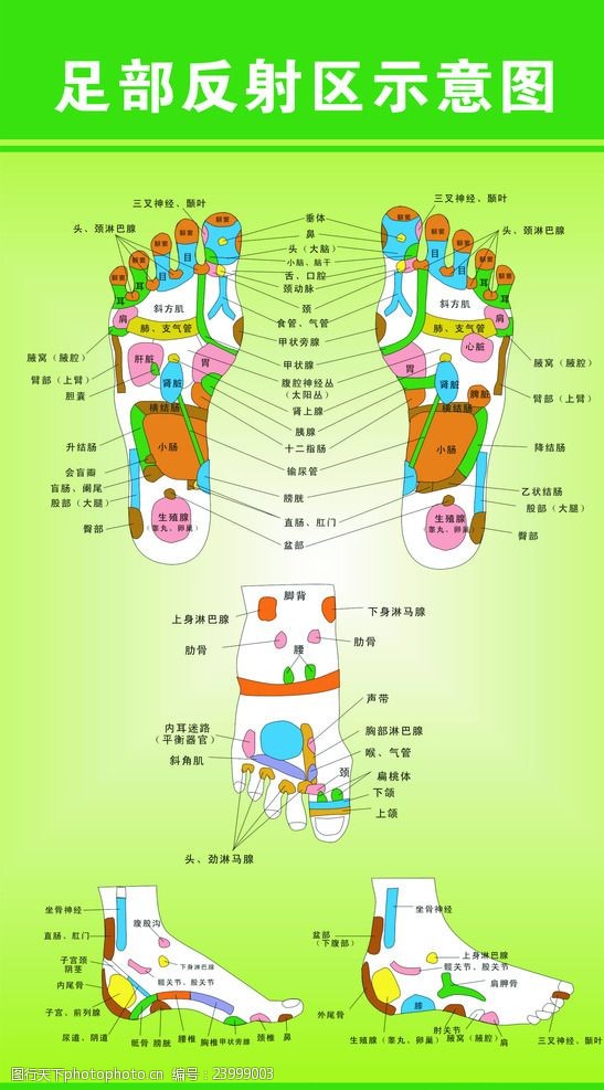 最新足部反射区示意图