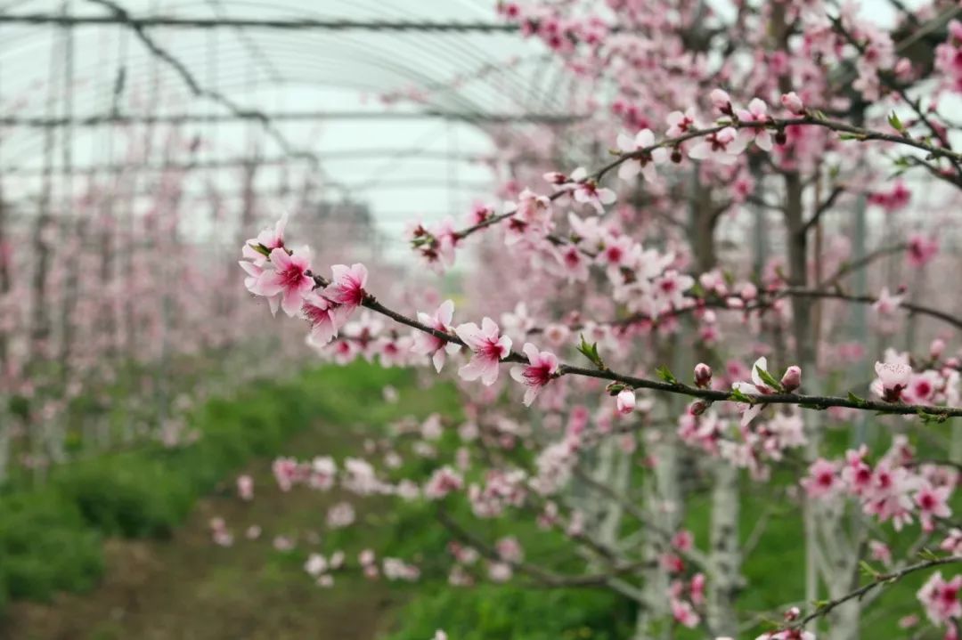 暖春花开新篇章，最新地址带来全新体验之旅