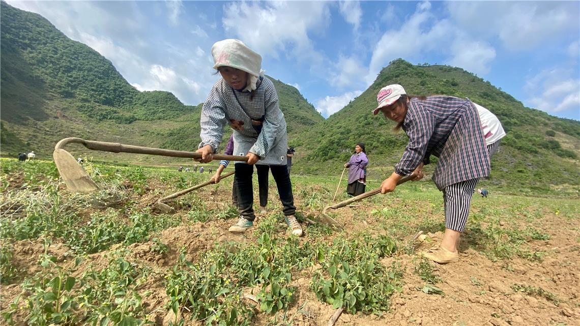 隆林各族自治县人民政府办公室最新发展规划概览