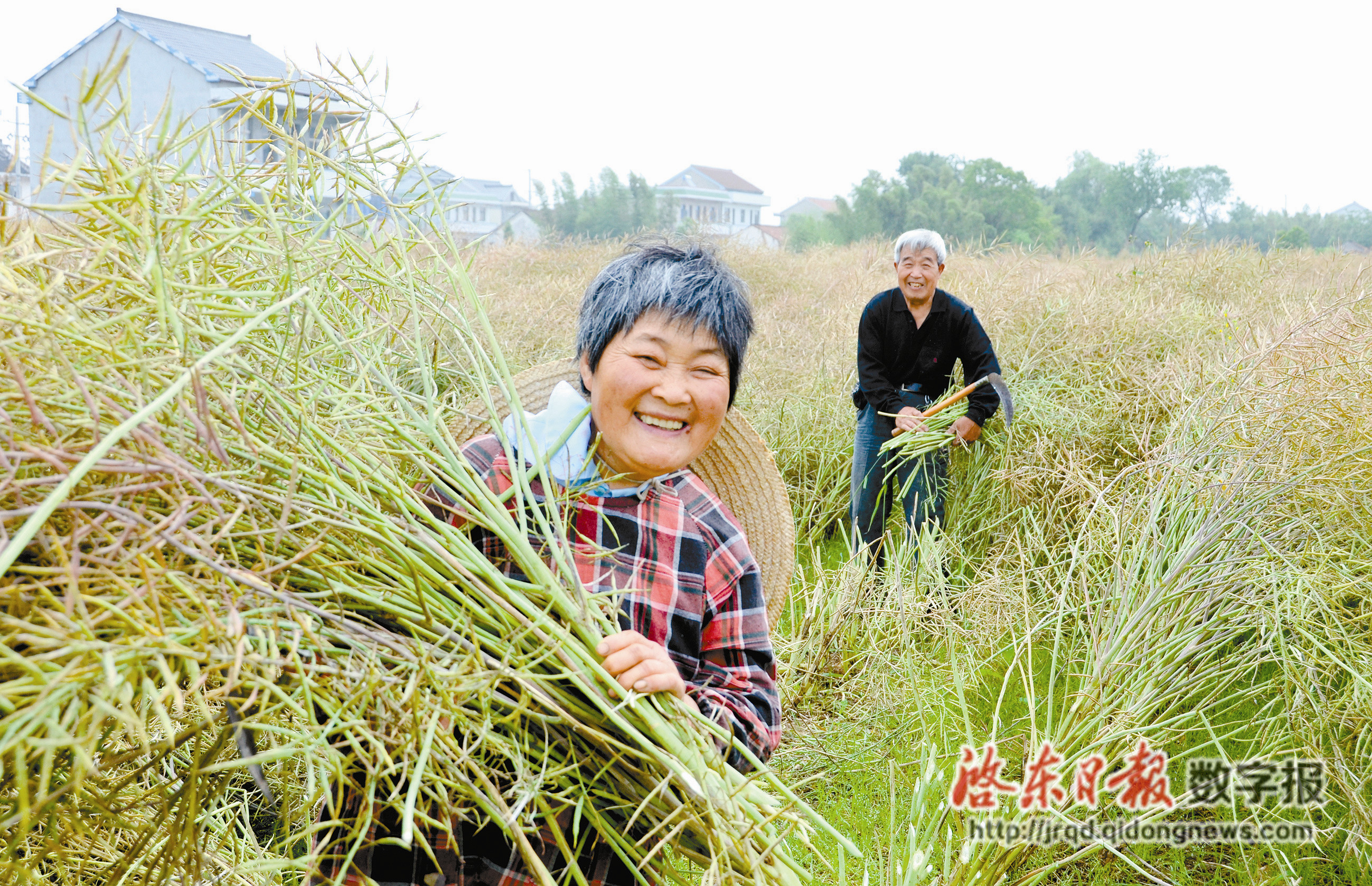 菜籽地村乡村振兴与社区发展新篇章揭晓，最新新闻报道