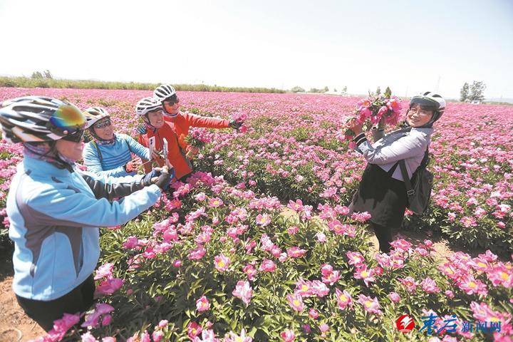 芍药山乡最新交通新闻，交通发展与乡村振兴的深度融合